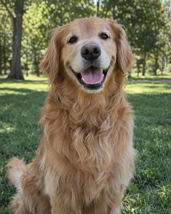 Photo of a golden retriever