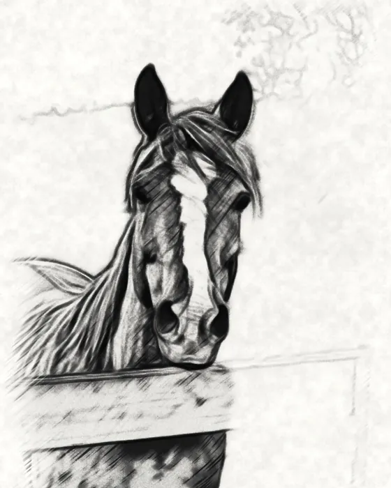 The horse as a charcoal sketch made on the phone